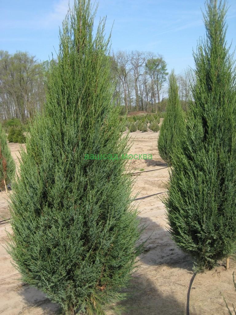 Можжевельник Скайрокет (Juniperus scopulorum Skyrocket) стрижка чупа-чупс/ком/h180-200 – Ваш сад